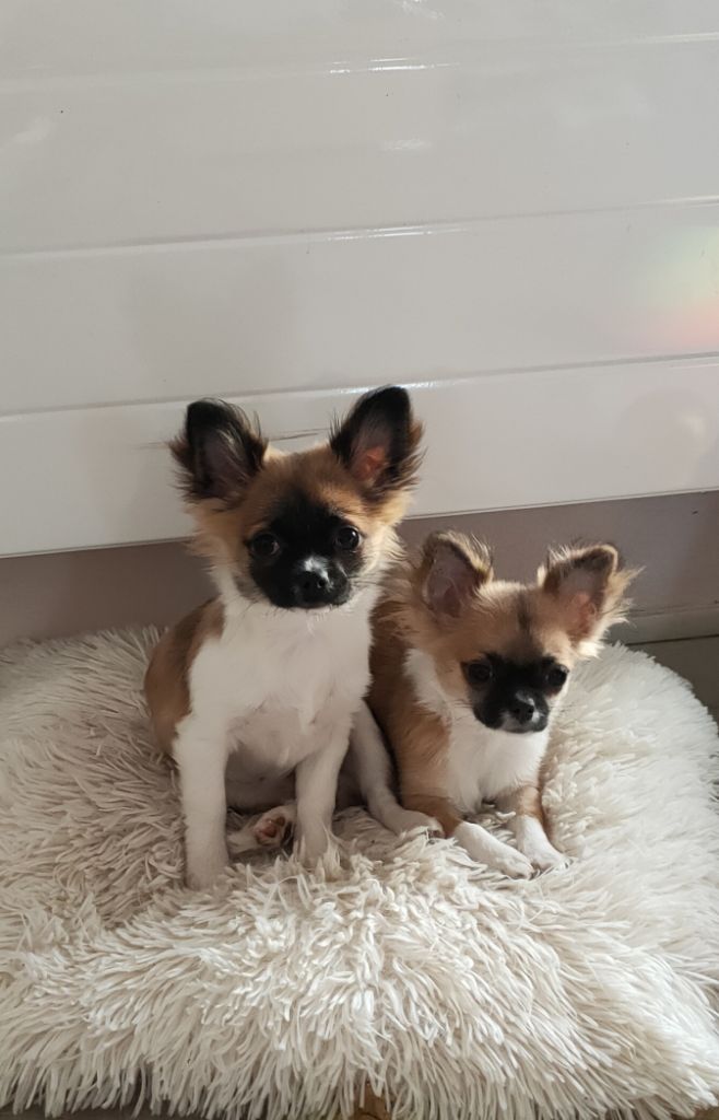 Du Duché De Bourbon - Chiots disponibles - Chihuahua